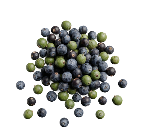 Juniper