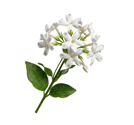 Jasmine