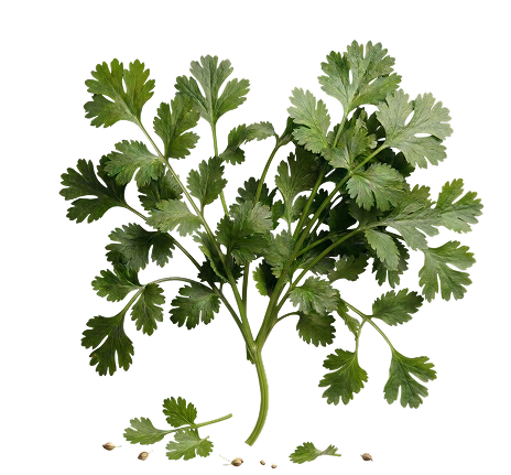 Coriander